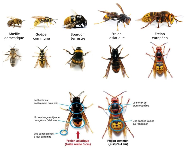 identificatiefiche van de Aziatische hoornaar