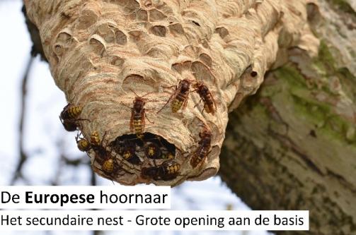 Aziatische hoornaar: hoe herken je hem en hoe reageer je? | OUDERGEM