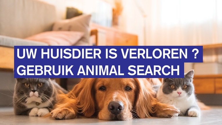 Animal Search