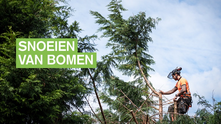 Snoeien van bomen