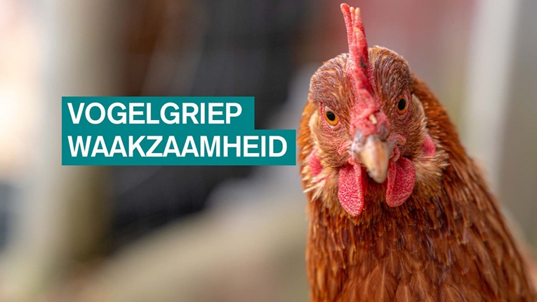 Vogelgriep: waakzaamheid