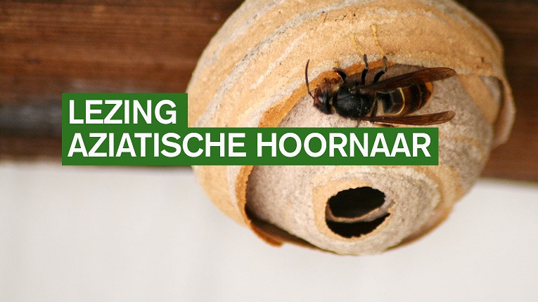 De Aziatische hoornaar, een invasieve exotische soort. Hoe kunnen we de proliferatie beperken?
