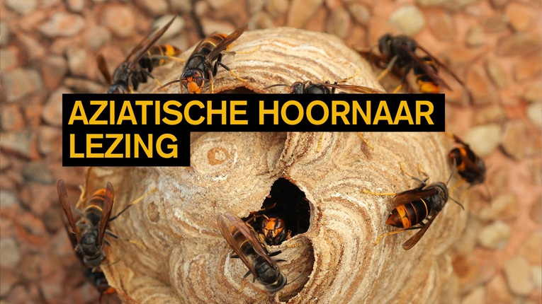Aziatische hoornaar - lezing